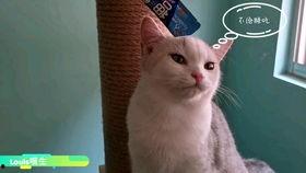 懒猫喜吃瓜,懒猫的夏日瓜香盛宴