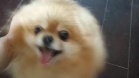 博美吃小瓜,小瓜的诱惑之旅