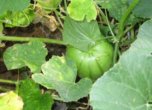 丰收瓜不熟可以吃吗,能否食用揭秘