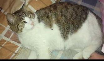 吃瓜群众猫视频,吃瓜群众眼中的萌宠日常