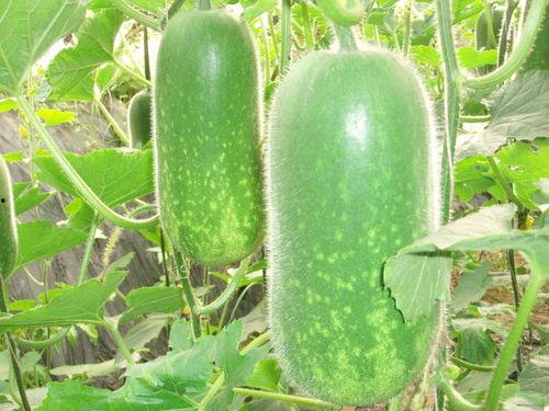 828170吃瓜群,网络热议背后的真相与趣味