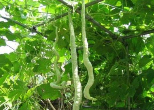 蛇瓜不去皮可以吃吗,能否安全食用揭秘