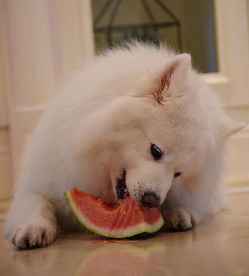 萨摩耶吃瓜头像,萌宠界的“瓜王”风采