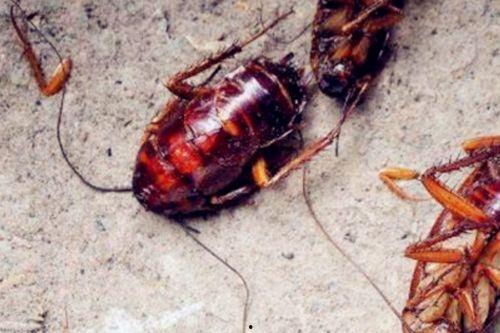 蟑螂吃瓜吗,揭秘它们是否吃瓜