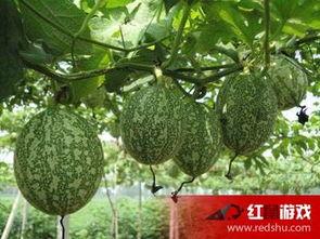 潮汕吊瓜怎么吃,传统美食的多样吃法探索