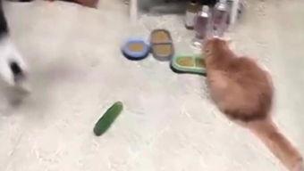 小猫吃活人瓜,一场惊心动魄的意外