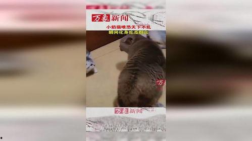 小猫吃瓜群众图