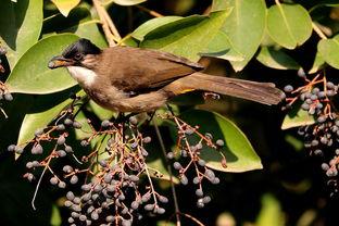 蓝桉已遇释槐鸟 吃瓜,一场吃瓜者的奇妙邂逅