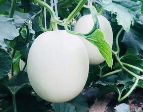 空调房里吃冰淇淋瓜,冰淇淋瓜的清凉诱惑