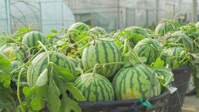 青州东城吃瓜视频,一场别开生面的街头盛宴