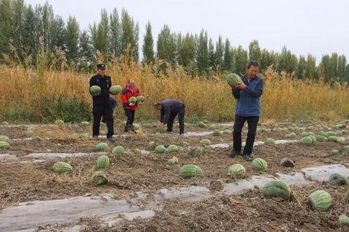 吃瓜群众岱岱宗,揭秘吃瓜群众的趣味生活