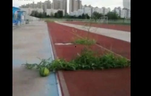 吃瓜学校操场男女,吃瓜学校操场上的男女生秘密