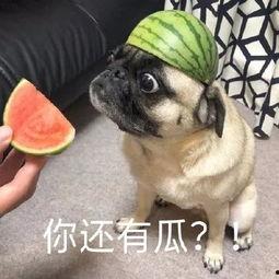 吃瓜表情包mc,揭秘网络红人的魅力与影响力