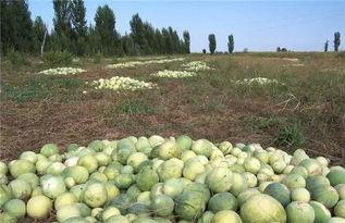 吃瓜吃到烂瓜是什么瓜,揭秘瓜类美食的演变与魅力