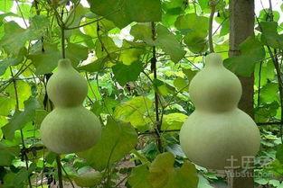 韩国吃葫芦瓜,葫芦瓜的独特吃法探索