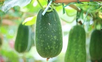 吃瓜三根,揭秘娱乐圈背后的那些事儿