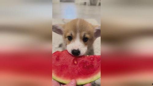 狗狗吃瓜绘画,狗狗欢乐绘