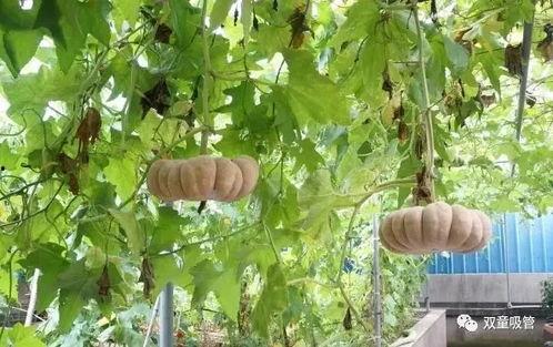 新式吃瓜模式,揭秘网络热议背后的真相与趣味