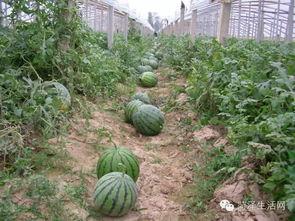 菏泽郓城吃瓜,瓜果飘香，品味乡村田园生活