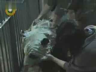 吃瓜小狗视频大全,萌宠欢乐时光大盘点